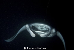 This week we had 3 evenings with manta rays feeding in th... by Rasmus Madsen 